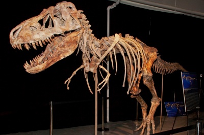 Николас Кейдж отдаст Монголии череп динозавра стоимостью $276 тыс.