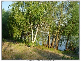 зеленые деревьев на берегу реки в с.Воропаев