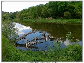 ветки старого засохшего дерева в чистой воде реки Кривой Торец