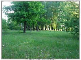 яркая зелень на лесной поляне в с.Воропаев