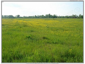 ровное зеленое поле с желтыми полевыми цветами