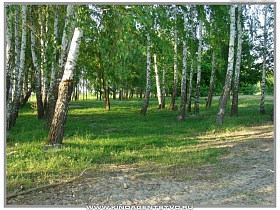 березовый лес у с Воропаев