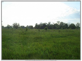 высокая нетронутая зеленая трава в окрестностях с.Воропаев