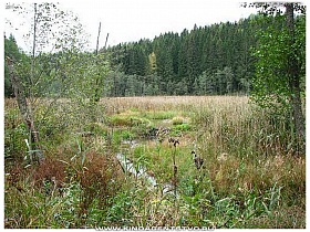 леса и болота Эстонии