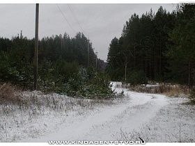 молодая поросль у основания густого зеленого хвойного леса в Тверской области