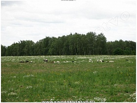 зеленные пастбища для крупного и мелкого рогатого скота в поле Каширской трассы