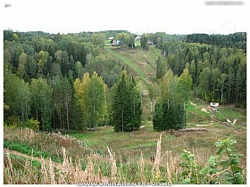 смешанный лес в Эстонии