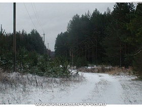 деревянные столбы с линией электропередач вдоль дороги в густом зеленом хвойном лесу