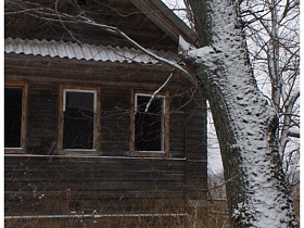 покосившееся ствол высокого дерева перед старым деревянным домом зимой в Калашниково