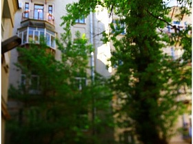 высокие зеленые деревья во дворе домов на Долгоруковской