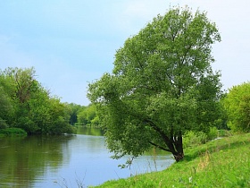 высокое зеленое дерево с раздвоенным стволом на берегу спокойной реки в окружении зелени