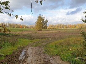 Дорога в поле к одинокому дереву