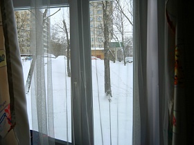 стройные стволы берез на участке дома сквозь белую гардину на окне квартиры на первом этаже