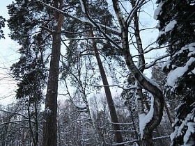 березки среди сосен на зимнем дачном участке в лесу