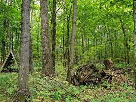 колодец под треугольным укрытием, груда досок, веток и пней на траве среди высоких деревьев с густой зеленой кроной в лесу