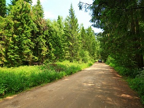 густая и высокая зеленая трава вдоль проселочной дороги среди хвойного леса