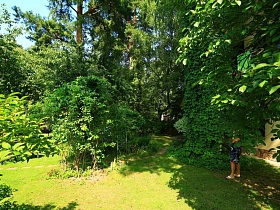 лиственные и хвойные деревья на дачном участке в лесу