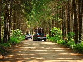 расчищенная накатанная дорога среди густорастущих хвойных деревьев соснового леса