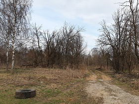 резиновый скат на траве, белая березка вдоль проселочной дороги в Акуловке на торфоразработах