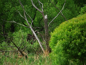 сухие ветки и ствол старого разрушенного дерева в густом лесу живописного места Подмосковья