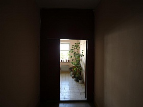 комнатные цветы на площадке этажа из открытой входной двери жилой квартиры многоэтажного дома в Марьино