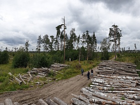 Лесопилорама, лесоповал, лесозаготовка в тайге недалеко от москвы