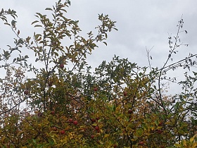 созревшие красные яблоки на фруктовом дереве с желто-зелеными листьями во дворе жилого дома осенью в Новиково