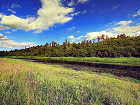 высокая зеленая густая трава на плоском берегу реки 05 у основания густого смешанного леса