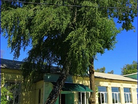 зеленая крона деревьев у главного входа в школьное здание
