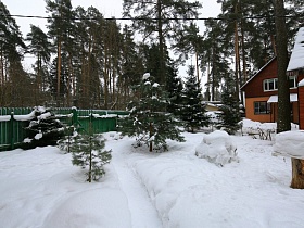 сугробы снега на участке с зелеными елочками съемного пустого дома в сосновом лесу