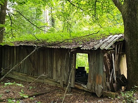 разрушенные стены деревянной хозяйственной постройки на участке заброшенного старого дома под густой кроной зеленых деревьев в лесу
