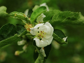 нежные белые цветы на ветках с молодыми зелеными листочками на яблоневых деревьях в саду - ЛГ