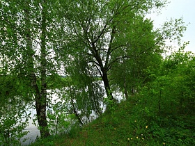 водная гладь реки сквозь зеленые листья стройных берез на берегу с сочной травой и полевыми цветами в летнее время