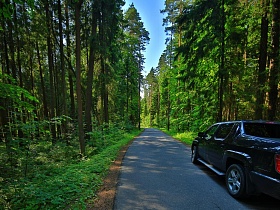 гладкая ровная асфальтированная дорога в зеленом прозрачном сосновом, хвойном лесу