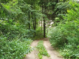 Дорога в лесных дебрях