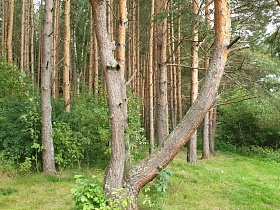 Кривое страшное дерево в лесу, колдовская поляна для шабаша