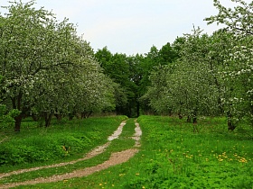 прекрасный яблоневый сад в пору цветения с сочной зеленой травой вдоль накатанной автомобильной дороги