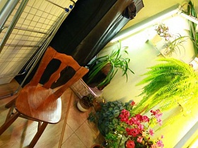 ведро, лейка, горшочки с комнатными цветами в домашней оранжерее с дополнительным освещением