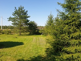 зеленая трава с высокими хвойными деревьями, линией электропередач на участке дачного домика в Годуново в летнее время