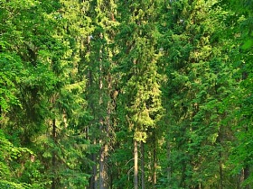 густая насыщенная зеленая крона высоких хвойных деревьев в густом сосновом лесу
