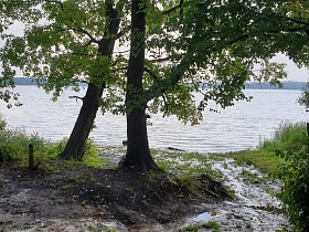 Одинокое дерево у воды на берегу водохранилища