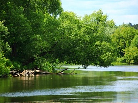 засохший старый ствол дерева под нависшими ветками лиственных деревьев в воде петляющего устья реки в живописном месте