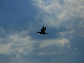 летящая дикая утка в небе с берега реки в живописном месте Подмосковья