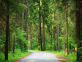 хорошая, гладкая асфальтированная дорога с поворотом на лево в густом сосновом зеленом лесу