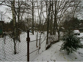 забор из металлической сетки между елью и высокими деревьями на дачном участке