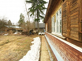 деревянная изба в деревне с высокой сосной на обычном дворе