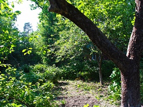 фруктовые деревья и кустарники на зеленом участке художественной деревянной дачи-музей