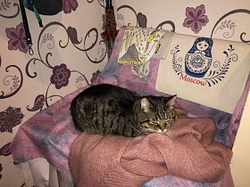 пушистый серый котик на мягком персиковом вязаном шарфике на стуле в прихожей двухкомнатной квартиры