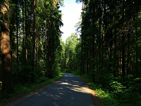 тень от высоких деревьев на асфальтированой ровной дороге в густом сосновом лесу