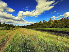полевая дорога среди густой зеленой травы вдоль берега реки у опушки леса